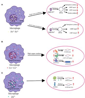 The role of transcriptional regulators in metal ion homeostasis of Mycobacterium tuberculosis